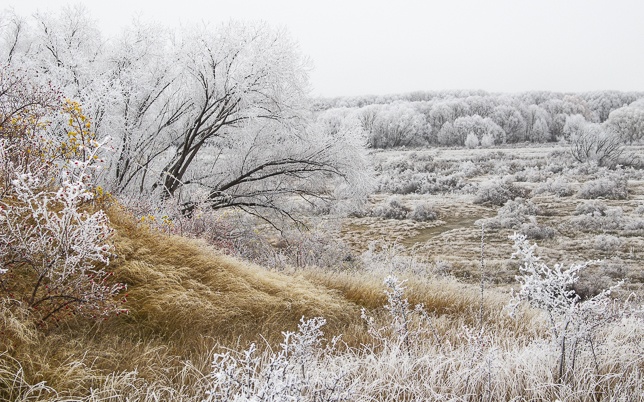 Hoar Frost