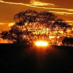 Outback Photo