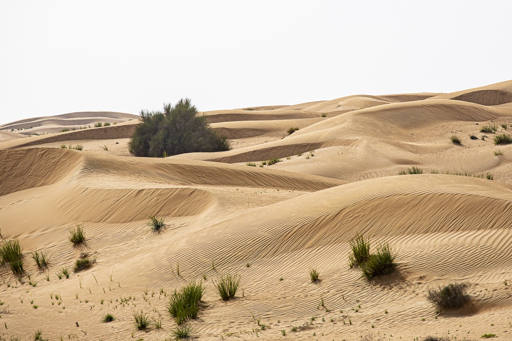 Al Maha Conservation area