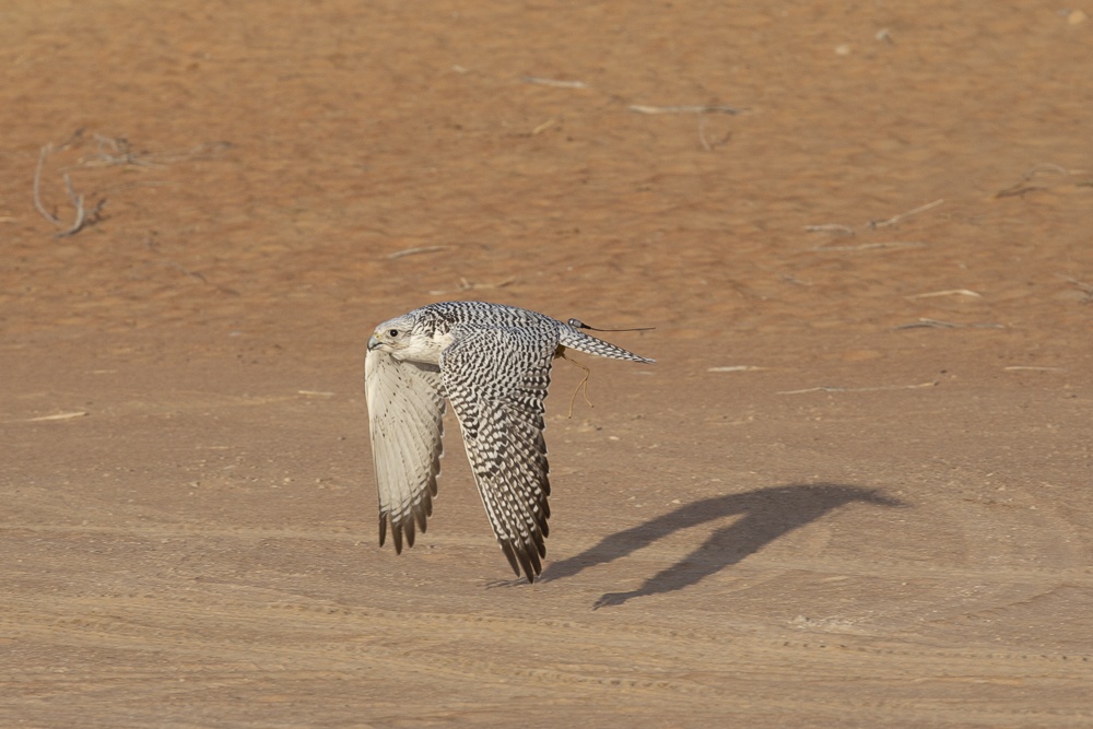 Owl flying at Al Maha