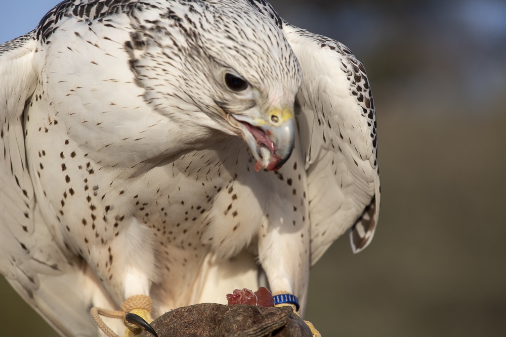 Falconry at Al Maha