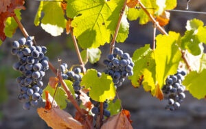 Grapes on the Duoro River