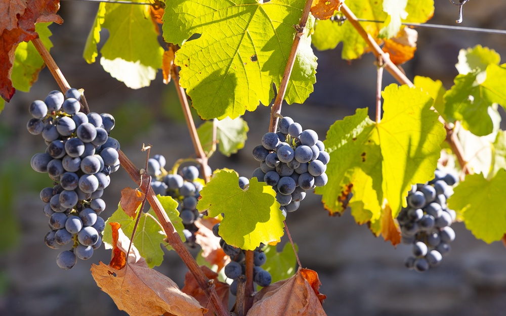 Grapes on the Duoro River