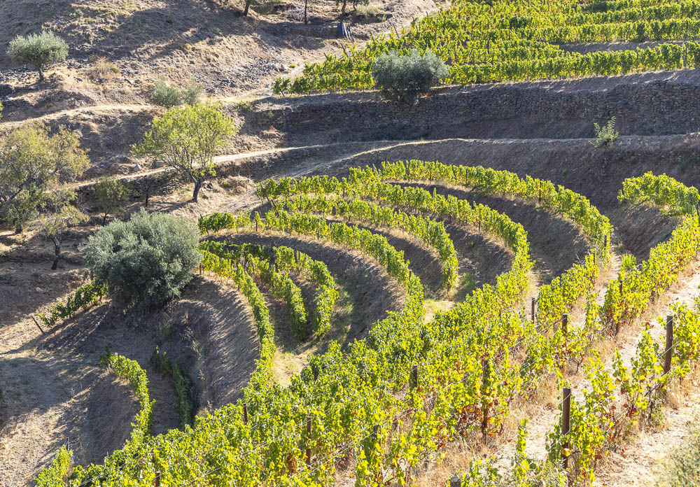 Vineyard in Portugal