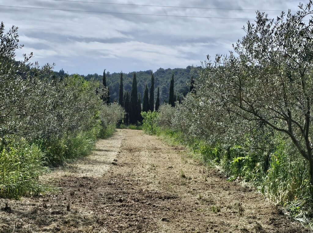 Le Baux olive farm 2
